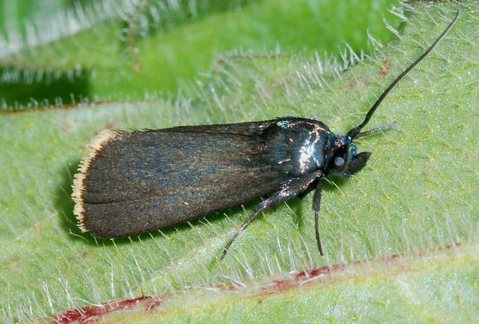 Pyralidae 1 - Catastia marginea